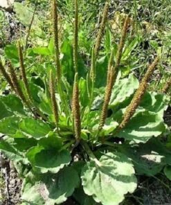 1000 CHINESE PLANTAIN Plantago Asiatica Herb Flower Seeds