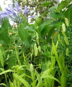 Alternative view of 100 RIVER OATS (Northern Sea Oats / Inland Oats) Ornamental Uniola Latifolia Grass Seeds
