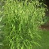 100 RIVER OATS (Northern Sea Oats / Inland Oats) Ornamental Uniola Latifolia Grass Seeds
