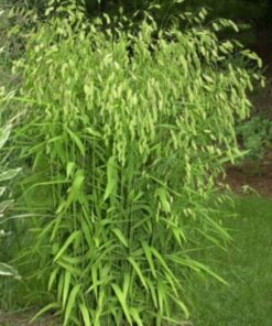 100 RIVER OATS (Northern Sea Oats / Inland Oats) Ornamental Uniola Latifolia Grass Seeds