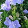 500 TELHAM BEAUTY BELLFLOWER Blue Peach Leaved Campanula Persicifolia Flower Seeds