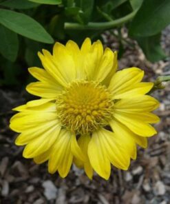 Alternative view of 100 YELLOW GAILLARDIA (Blanket Flower / Indian Blanket) Gaillardia Aristata Flower Seeds