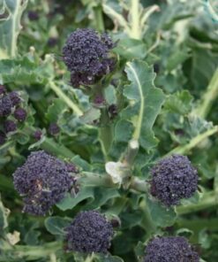 Alternative view of 200 PURPLE SPROUTING BROCCOLI Brassica Oleracea Vegetable Seeds *Comb S/H