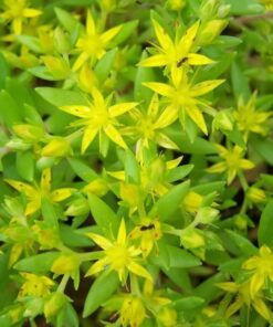 Alternative view of 200 GOLDEN CARPET SEDUM Acre Gold Moss Stonecrop Flower Seeds