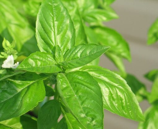 150 LIME BASIL Ocimum Basilicum HERB Flower Seeds
