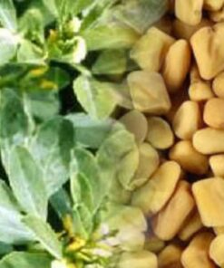 Alternative view of 300 FENUGREEK Trigonella Foenum Graecum Herb Flower Seeds