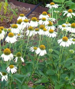 Alternative view of 50 WHITE CONEFLOWER Echinacea Purpurea Flower Seeds