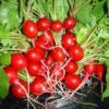2000 CHERRY BELLE RADISH Raphanus Sativus Vegetable Seeds