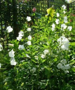 Alternative view of 500 White PEACH LEAVED BELLFLOWER Campanula Persicifolia Flower Seeds