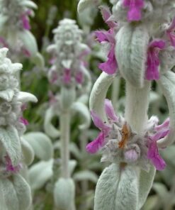 Alternative view of 100 Wolly LAMBS EAR Stachys Byzantina Silvery Fuzzy Leaves Purple Flower Seeds