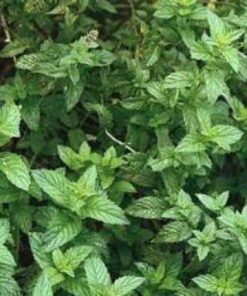 Alternative view of 500 SPEARMINT (English Mint) Mentha Spicata Herb Flower Seeds