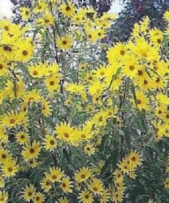 Alternative view of 250 MAXIMILIAN (Prairie) SUNFLOWER Helianthus Maximiliani Flower Seeds