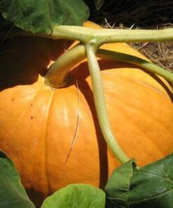 25 BIG MAX PUMPKIN Cucurbita Maxima Vegetable Seeds (Grow 100 pound pumpkins!)
