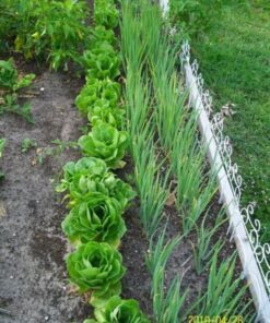 Alternative view of 2000 BIBB LETTUCE (Limestone Lettuce) Lactuca Sativa Vegetable Seeds