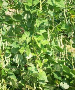 Alternative view of 50 TENDERGREEN GREEN BEAN Phaseolus Vulgaris Vegetable Seeds