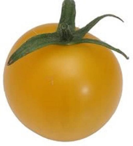 150 GOLDEN JUBILEE TOMATO Yellow Lycopersicon Lycopersicum Fruit Vegetable Seeds