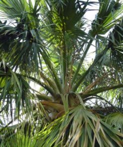 Alternative view of 10 Hardy SABAL PALM TREE Cabbage Palmetto Flower Seeds