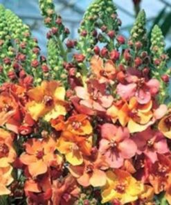 100 MIXED COLORS VERBASCUM Verbascum Phoeniceum Flower Seeds