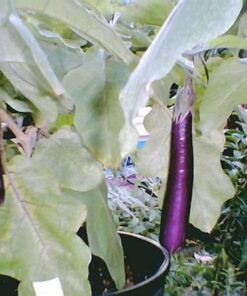 Alternative view of 1000 LONG PURPLE EGGPLANT Solanum Melongena Esculentum Vegetable Seeds