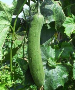 Alternative view of 25 LUFFA SPONGE GOURD (Vegetable Sponge / Smooth Luffa / Sponge Loofa / Climbing Okra / Dishrag Gourd) Luffa Cylindrica Vine Seeds
