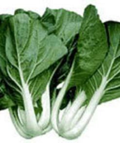 Alternative view of 2000 CANTON PAK CHOI (Bok Choy / Chinese Cabbage) Brassica Rapa Chinensis Vegetable Seeds