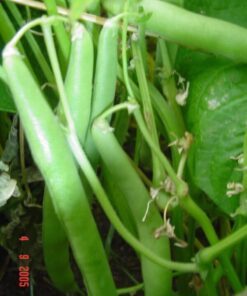 Alternative view of 40 GREEN BEAN PROVIDER Phaseolus Vulgaris Vegetable Seeds