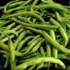 40 GREEN BEAN PROVIDER Phaseolus Vulgaris Vegetable Seeds