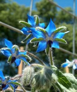 Alternative view of 100 Blue Star BORAGE HERB Borago Officinalis Flower Seeds