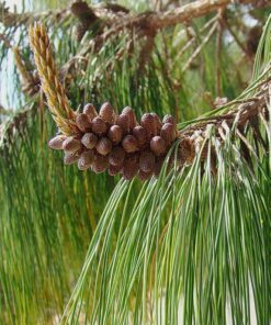 Alternative view of 30 Mexican WEEPING PINE TREE Evergreen Pinus Patula Seeds Flat