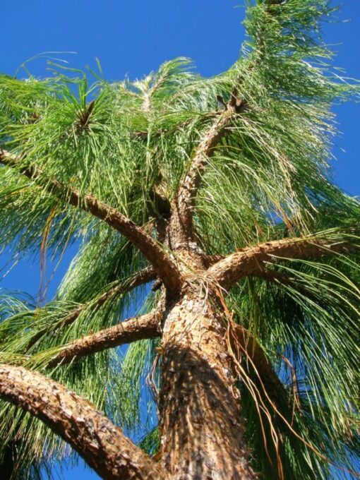 30 Mexican WEEPING PINE TREE Evergreen Pinus Patula Seeds Flat