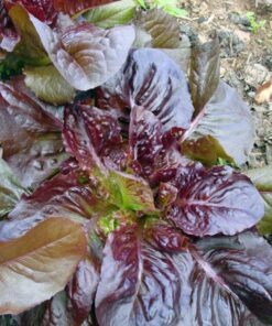 Alternative view of 3000 Leaf Lettuce RED SALAD BOWL Lactuca Sativa Vegetable Seeds