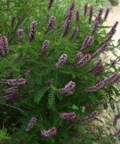 Alternative view of 50 FRAGRANT FALSE INDIGO (Dwarf Wild Indigo) Amorpha Nana Flower Seeds