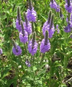 Alternative view of 500 Purple HOARY VERVAIN Verbena Stricta Flower Seeds