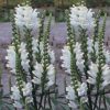 50 WHITE Showy OBEDIENT PLANT ( False Dragon Head ) Physostegia Angustifolia Flower Seeds