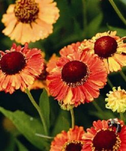 Alternative view of 100 HELENIUM ' AUTUMN LEAVES ' Mix Helenium Autumnale Sneezeweed Mixed Colors Flower Seeds