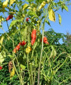 Alternative view of 300 ANAHEIM CHILI PEPPER (New Mexico Chili Pepper) Capsicum Annuum Vegetable Seeds