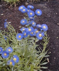 1000 BLUE FLEABANE DAISY (Dainty Daisy / Aspen Fleabane / Oregon Fleabane) Erigeron Speciosus Flower Seeds
