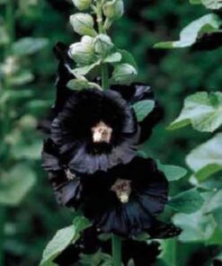 Alternative view of 25 BLACK HOLLYHOCK Alcea Rosea Nigra Flower Seeds
