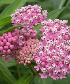 Alternative view of 75 RED SWAMP MILKWEED Asclepias Incarnata Flower Seeds