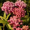 75 RED SWAMP MILKWEED Asclepias Incarnata Flower Seeds