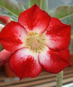 Alternative view of 10 Mixed DESERT ROSE / ADENIUM Obesum African Houseplant Flower Seeds *Comb S/H