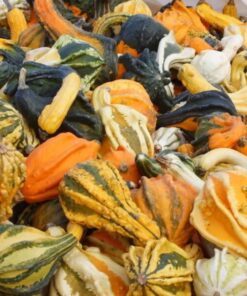 Alternative view of 30 MIXED GOURD Lagenaria Siceraria Seeds *Comb S/H