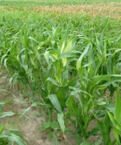 Alternative view of 100 Truckers Favorite WHITE SWEET CORN Zea Mays Vegetable Seeds