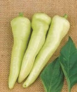 Alternative view of 250 SWEET BANANA PEPPER Capsicum Annuum Vegetable Seeds