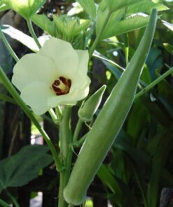 Alternative view of 300 CLEMSON Spineless GREEN OKRA Abelmoscgus Esculentus Vegetable Seeds
