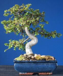 50 CHINESE ELM TREE (Lacebark) Ulmus Parvifolia Seeds