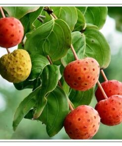 Alternative view of 5 Flowering WHITE KOUSA DOGWOOD Cornus Kousa Tree Seeds
