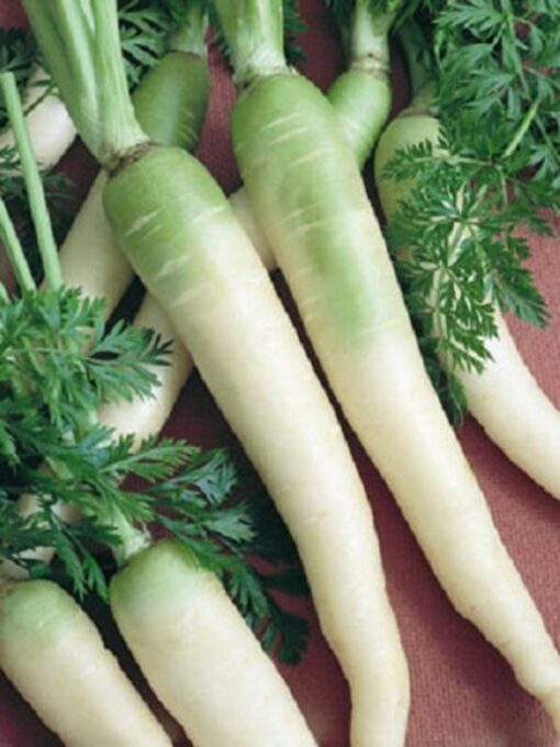 300 LUNAR WHITE CARROT Daucus Carota Vegetable Seeds *Comb S/H