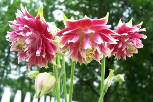 25 NORA BARLOW Pink COLUMBINE Aquilegia Caerulea Flower Seeds *Comb S/H