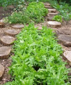 Alternative view of 3000 OAK LEAF LETTUCE Lactuca Sativa Vegetable Seeds